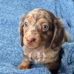 Dachshund Puppies from Camacho_Dachshunds
