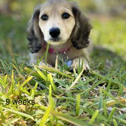 Dachshund Puppies from Meadow Ridge Dachshunds