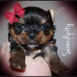 Yorkshire Terrier Puppies from Danielle's Yorkie Babies