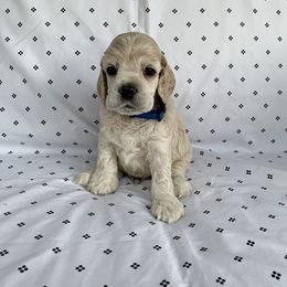 Boy 1 - Buff Cocker Spaniel puppy in Shingle Springs, California from California Spaniels