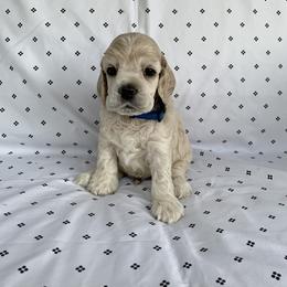 Boy 1 - Buff Cocker Spaniel puppy in Shingle Springs, California from California Spaniels