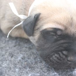 Mastiff Puppies from Fire Creek Mastiffs