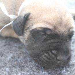 Mastiff Puppies from Fire Creek Mastiffs