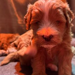 Rodeo - Brown and white male Bernedoodle puppy in Gainesville, Florida from Alyssa Xxweetdoodles