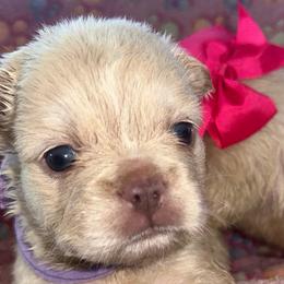 Light Purple Bow - Cream female French Bulldog puppy in Hodges, South Carolina from Southern Standard Bulldogs