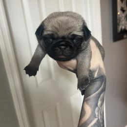 Bulldog and Pug Puppies from Love that bulldog lewter family