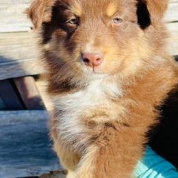 Australian Shepherds from Brush Creek Puppies