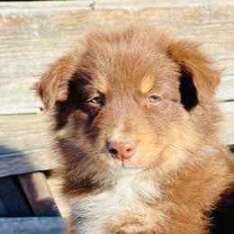Australian Shepherds from Brush Creek Puppies