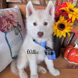 Willie Nelson - Red and white male Pomsky puppy in Venus, Pennsylvania from Hemlock Pines Pomsky