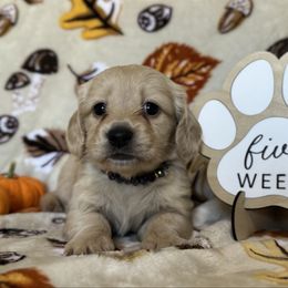Paulette - Cream female Dachshund puppy in Dothan, Alabama from Little House Pups