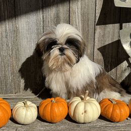 Sun Made - Gold and white male Shih Tzu puppy in New York, New York from Falling Star