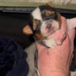 Male Parti Yorkie - Chocolate and tan male Yorkshire Terrier puppy in Des Moines, Iowa from Diamond Yorkshire Terriers