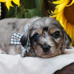 River - Piebald male Dachshund puppy in Wakarusa, Indiana from PuppyLove Dachshunds