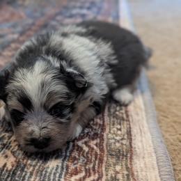Frostie - Blue merle female Pomeranian puppy in Comer, Georgia from HillTop Pomeranians ✨