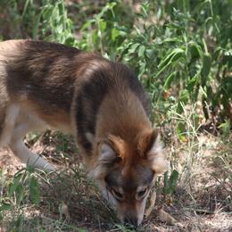 Raven - Agouti and white female Gerberian Shepsky puppy in Gorman, Texas from Bransford Paw Pack/Timber Huskies