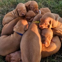 Oak - Golden rust male Vizsla puppy in Mc Donald, Pennsylvania from Rust Creek Vizslas