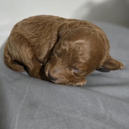 Kai - Red  female Poodle puppy in Lucedale, Mississippi from Simply Poodle