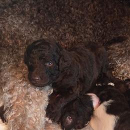 Duke - blue collar - Brown male Bernedoodle puppy in Aurora, Colorado from Simply Amazing Doodles