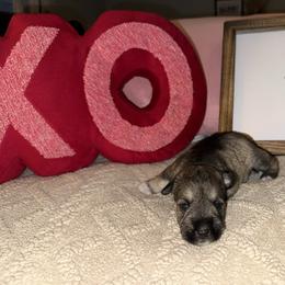 Girl 1 - Salt and pepper female Miniature Schnauzer puppy in Watauga, Texas from Sissy’s Schnauzers