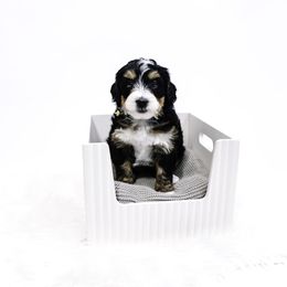Yellow Collar Girl - Tri-color female Bernedoodle puppy in Hebron, Indiana from Duneland Doodles