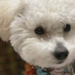 Poodles and Yorkshire Terriers from Feather & Tail Acres