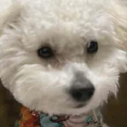 Poodles and Yorkshire Terriers from Feather & Tail Acres