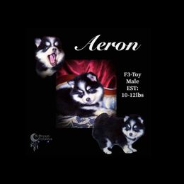Aeron, Show Quality Pomsky. - Black and white male Pomsky puppy in Perkins, Oklahoma from A-Dream Pomsky Kennel