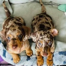 Dachshunds from Maddalena's Dachshunds