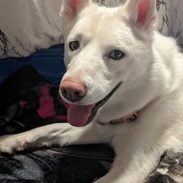 Siberian Huskies from Kent Point Huskies