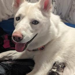 Siberian Huskies from Kent Point Huskies