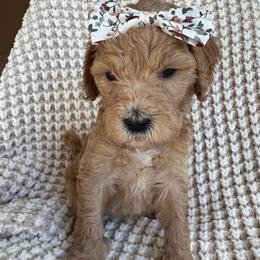Saphire - Apricot female Goldendoodle puppy in Gilbert, Arizona from DogHouse Doodles