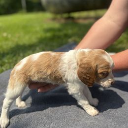 Brittany Puppies from Rocking L Farms