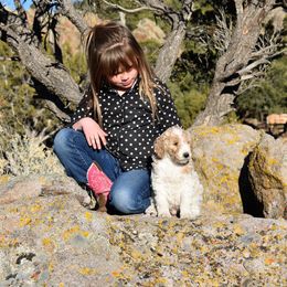 Goldendoodle, Poodle, Aussiedoodle, and Saint Berdoodle Puppies from Rocky Ridge Ranch