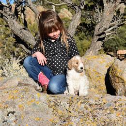 Goldendoodle, Poodle, Aussiedoodle, and Saint Berdoodle Puppies from Rocky Ridge Ranch