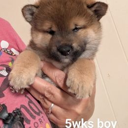 Blue - Red male Shiba Inu puppy in Amboy, Washington from Kawako Shiba Inu