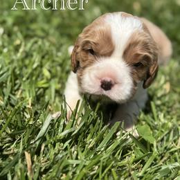 Cavalier King Charles Spaniel Puppies from The Cozy Cavaliers