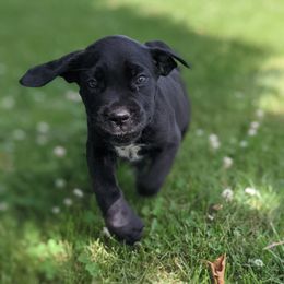 Cane Corso Puppies from Knepper Cane Corsos