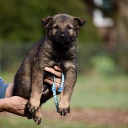 Blue - Sable male German Shepherd puppy in Cherryville, North Carolina from Masky Kennel
