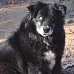 Steel - Black & white male Miniature Australian Shepherd puppy in Patterson, North Carolina from DreamLine Aussies