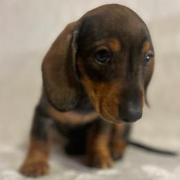 Boy 2 - Red male Dachshund puppy in Plato, Missouri from David & Stacey's Dachshunds