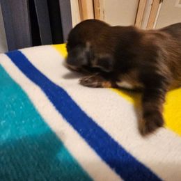 Junior - Dapple male Dachshund puppy in Strong, Arkansas from Dachshunds R Us