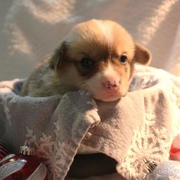 Caramel - Pembroke Welsh Corgi puppy from Covered Bridge Corgis