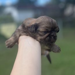 Chocolate and tan - Chocolate and tan male Shih Tzu puppy in Clinton, Tennessee from Southland’s Shih Tzus