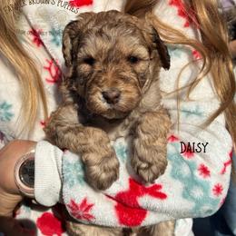 Daisy - Sable female Schnoodle puppy in Sedalia, Missouri from Farmer Brown's Puppies