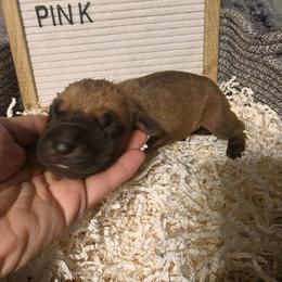 Pink - Fawn female Great Dane puppy in Byron, Georgia from Dynamic Danes