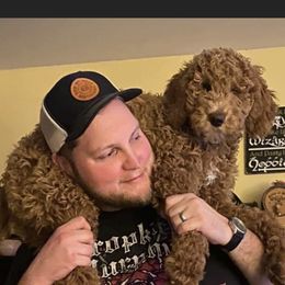 Goldendoodle All Grown Up from Diller Doodle Pups