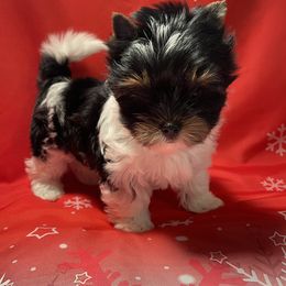 Biewer Terrier and Yorkshire Terrier Puppies from Petit Bijou