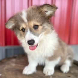Yellow Collar Boy Jasper - Sable male Pembroke Welsh Corgi puppy in Paris, Kentucky from Flat Run Corgis