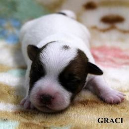 Russell Terrier Puppies from Brightjacks Shortiejacks