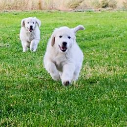 Golden Retriever Puppies from White Valley Goldens